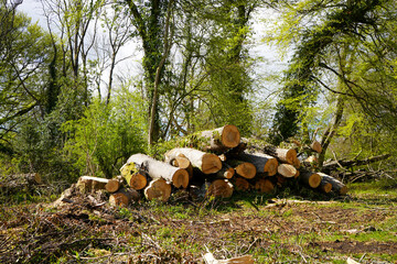 Cut down logs in woodland 