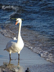 Obraz premium Beautiful swan birds at sunset in the Black Sea