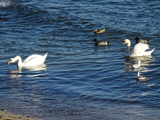Beautiful swan birds at sunset in the Black Sea