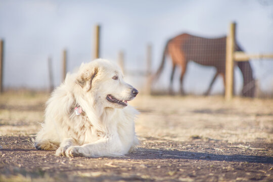 Great Pyrenees Dog Protecting Livestock On The Farm