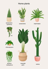 Poster with houseplants to decorate the interior. Collection of vector illustrations of home flowers. Trendy home decor with plants, urban jungle.