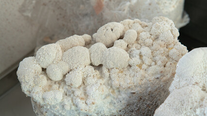 Hericium erinaceus - medicial fungi. Top medicinal mushrooms for health. Lions mane elements © contentdealer