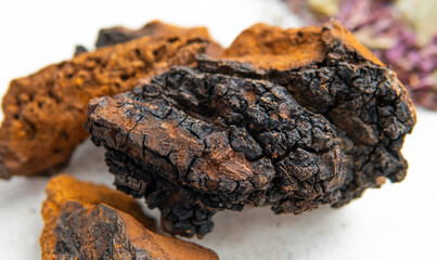 .wild chaga collected on birch trees. Useful mushroom supplements for a healthy life. Betulin - the active ingredient of Inonotus obliquus