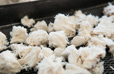 Hericium erinaceus - medicial fungi. Top medicinal mushrooms for health. Lions mane elements © contentdealer