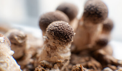 Growing Shiitake Mushrooms at Home..