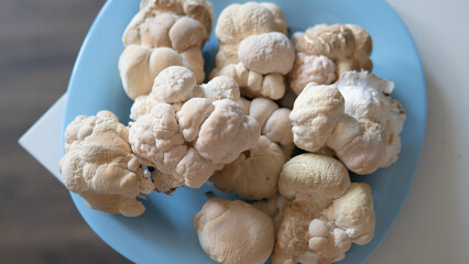 dried fruiting bodies of Hericium erinaceus mushroom close-up