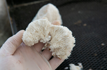 Hericium erinaceus - medicial fungi. Top medicinal mushrooms for health. Lions mane elements © contentdealer