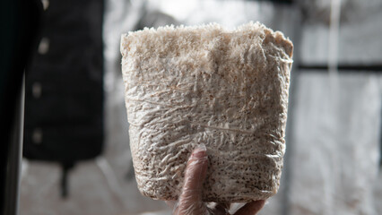 growing mushrooms lion's mane. Ready-to-bear blocks of Hericium erinaceus © contentdealer
