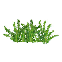 Houseplant fern, nephrolepis for interior decoration. Vector illustration of home flowers. Trendy home decor with plants, urban jungle.