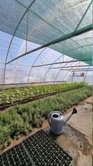 greenhouse with plants