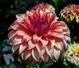 View of dahlia in the garden. Variety - Bonaventure