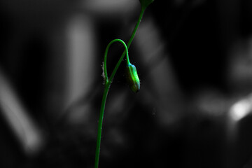 Black and white flower Bud in the sun