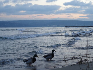 Beautiful swan birds at sunset in the Black Sea