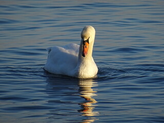 Beautiful swan birds at sunset in the Black Sea