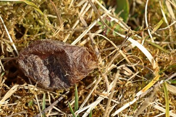 Leerer Kokon des Kleinen Nachtpfauenauges (Saturnia pavonia)