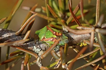 Buntrock (Cyphostethus tristriatus) auf Wacholder