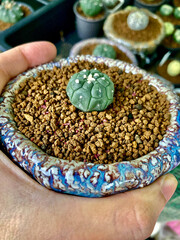 Plant cactus - Potted cactus with surrounding stones fertile, ready to grow