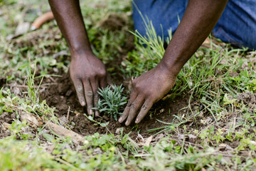 Two Black hands pressing the dirt around a small plant