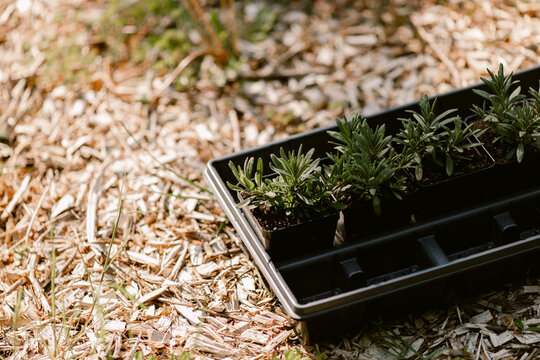 Four seedlings in plastic containers sit in a tray ready to be planted