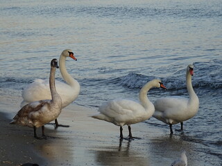 Beautiful swan birds at sunset in the Black Sea