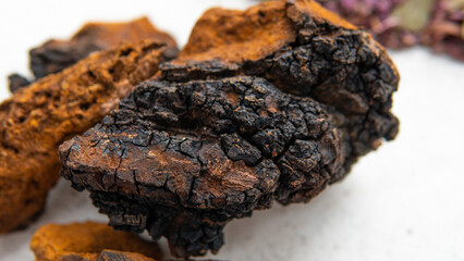 Useful mushroom supplements for a healthy life. Betulin - the active ingredient of Inonotus obliquus