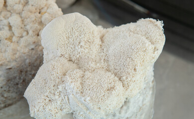 medicinal mushroom nootropic lion's mane. Hericenones and Erinacins. Hericium erinaceus fungi