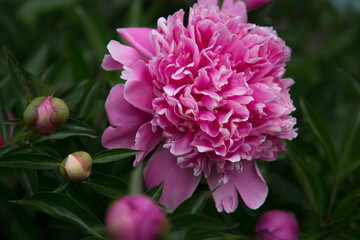 Single pink peony flower blossoming in thick green foliage with flower buds