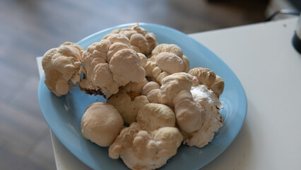 fruiting bodies before drying in a dehydrator. Health benefits of Lion's mane. Hericenones and Erinacins