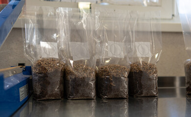 bags for growing mushrooms with grains of rye.