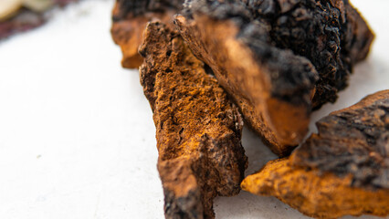 .wild chaga collected on birch trees. Useful mushroom supplements for a healthy life. Betulin - the active ingredient of Inonotus obliquus