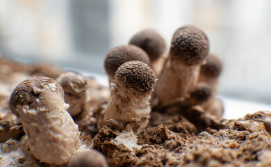 Shiitake Mushroom growing (Lentinula edodes)