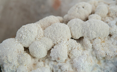 Hericium erinaceus - medicial fungi. Top medicinal mushrooms for health. © contentdealer