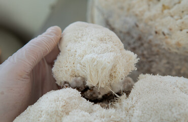 Hericium erinaceus - medicial fungi. Top medicinal mushrooms for health.