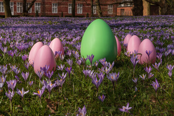 Ostereier und Krokusblüte, Osterkarte