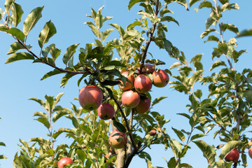 Apple orchard. Ripe apples in the garden ready for harvest.