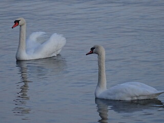 Fototapeta premium Beautiful swan birds at sunset in the Black Sea