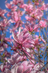 pink magnolia flowers on a tree, spring background, magnolia in spring, blooming magnolia in the garden, magnolia close-up, розовые цветы магнолии на дереве, весенний фон, магнолия весной