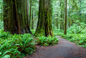 path in the forest
