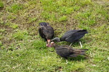 Turkey vulture (Cathartes aura) and Black Vulture (Coragyps atratus) share their food peacefully. Manaus - Amazon, Brazil.