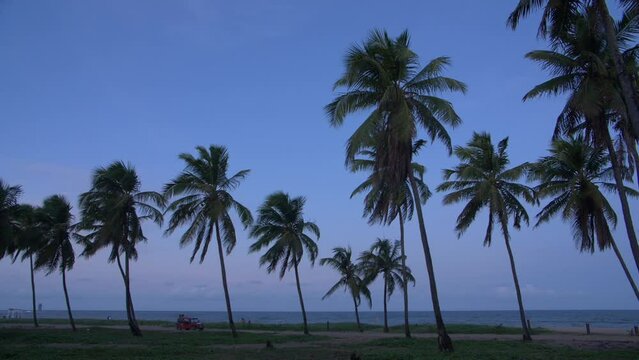 buggy car driving between palm trees at sunset
