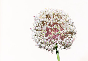 flower isolated on white