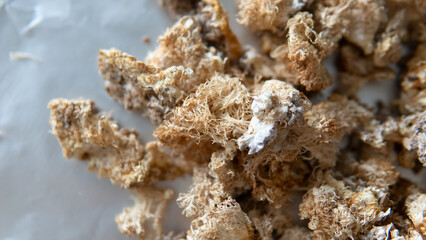 dried fruiting bodies of Hericium erinaceus. Useful substances in the composition of the fruiting bodies of the fungus lion's mane. Erinacins and Hericenones