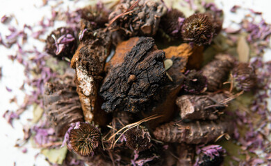 Useful mushroom supplements for a healthy life. Betulin - the active ingredient of Inonotus obliquus