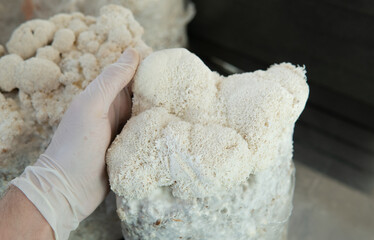 Hericium erinaceus - medicial fungi. Top medicinal mushrooms for health. Lions mane elements © contentdealer