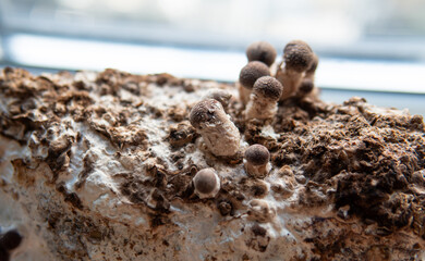 cultivation of shiitake mushrooms. Growing mushrooms at home