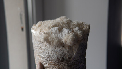 growing mushrooms lion's mane. Ready-to-bear blocks of Hericium erinaceus © contentdealer