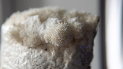 cultivation of exotic cultures of mushrooms. hericium erinaceus © contentdealer