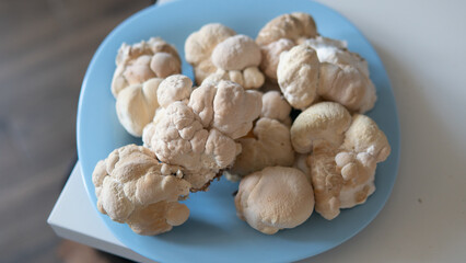 Useful substances in the composition of the fruiting bodies of the fungus lion's mane. Erinacins and Hericenones