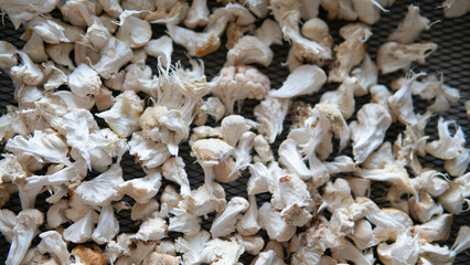fruiting bodies before drying in a dehydrator. Health benefits of Lion's mane. Hericenones and Erinacins
