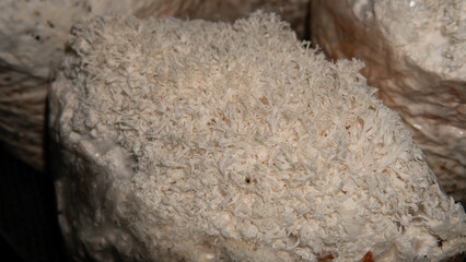 growing mushrooms lion's mane. Ready-to-bear blocks of Hericium erinaceus © contentdealer